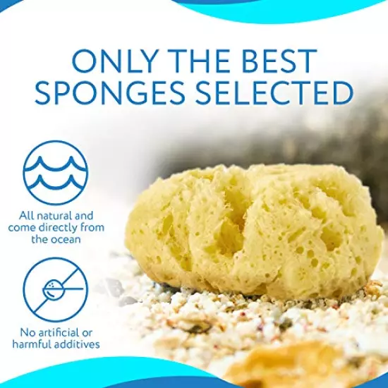 Evergreen Pet Supplies 4-Pack of Natural Hermit Crab Sea Sponges - All Natural Sponge for Crabs - Assists Safer Drinking, Provides Nutrients, Balances Tank Humidity