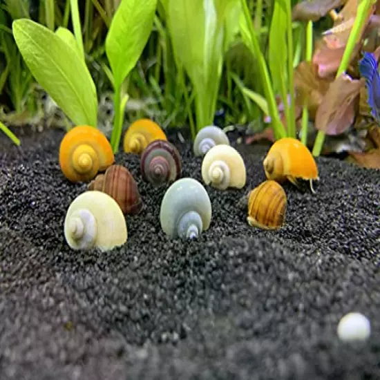 Generic Mystery Snails x10 (Pomacea Bridgesii) Large Mix Pack - Live Freshwater Snails