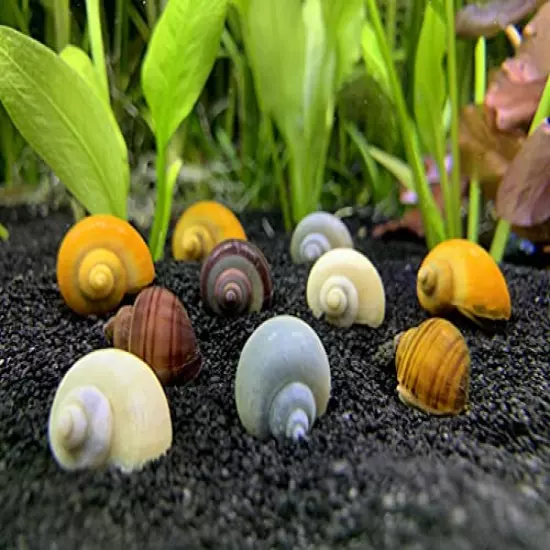 Generic Mystery Snails x10 (Pomacea Bridgesii) Large Mix Pack - Live Freshwater Snails