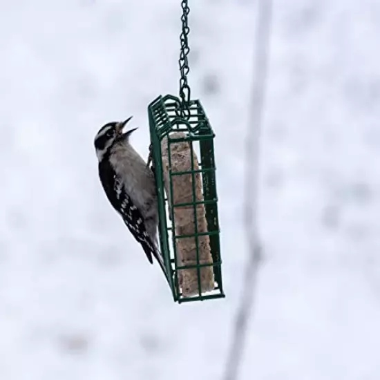 C&S Suet Treats for Wild Birds, 12 Pack