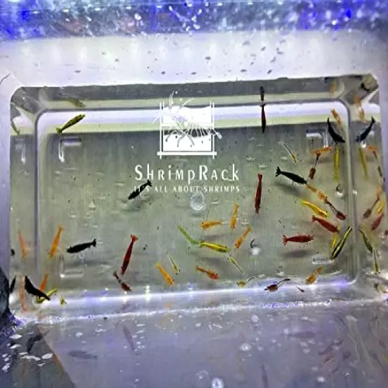 ShrimpRack® 20 Mixed Color Neocaridina Shrimp Skittles Live Freshwater Aquarium Shrimps . Beeding Age Young Adults 1/2- 1 inch Long. Live Arrival Guarantee.