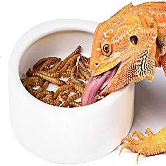 RunXF Large Reptiles Bowl Ceramics Dish Round 5 Inch Bearded Dragon Leopard Gecko Water Food Feeder Anti-Escape Dubia Roach Breadworm Plate With Deep Edge For Lizard Gecko Tortoise (L)