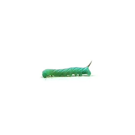 Josh's Frogs Hornworms Habitat Cups Large