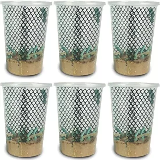 Josh's Frogs Hornworms Habitat Cups Large