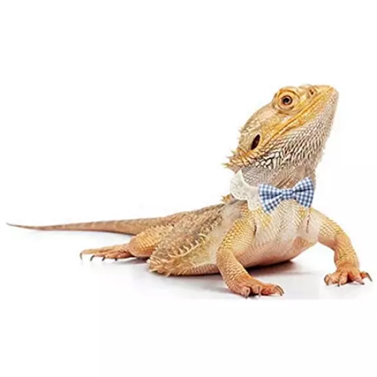 Lizard Clothes Bearded Dragons Blue White Plaid Bowtie with Elastic Lace Decor Handmade Stretchy Bowknot Collar Outfit Reptile Apparel Accessories Photo Gift Lizard Clothes for Leopard Reptile Gecko