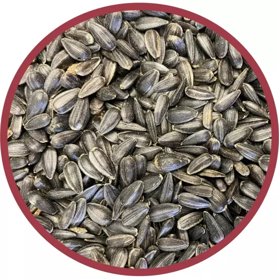 Pennington Select Black Oil Sunflower Seed Dry Wild Bird Feed, 10 lb. Bag 1 Pack