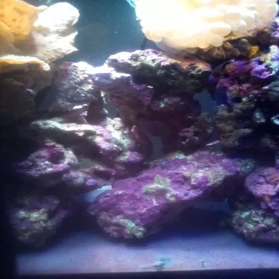 live marine coral reef rock