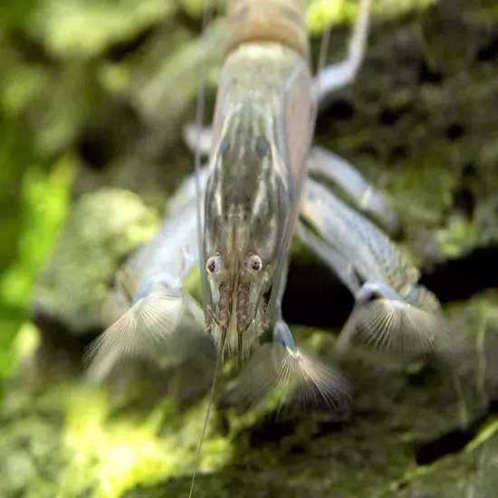 Vampire AKA Viper Shrimp (Atya gabonensis)