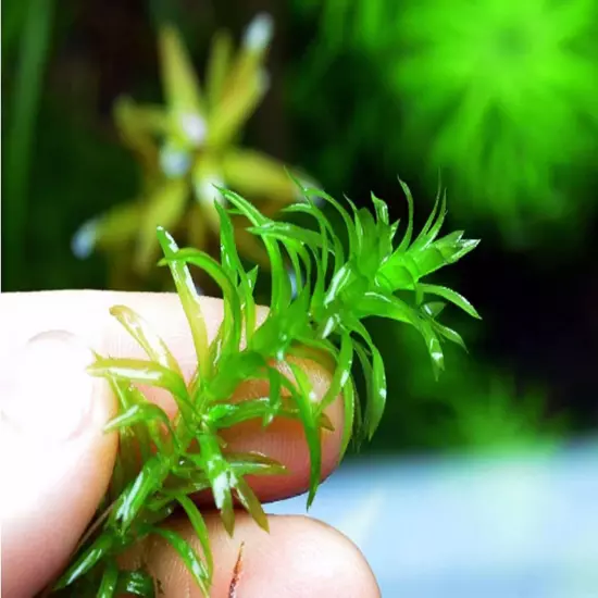 Green Tropical Live Aquarium Plants Freshwater Aquatic Pond Water Decorations 