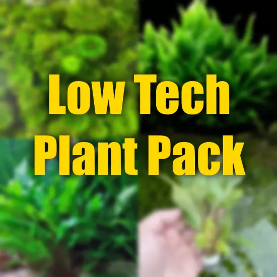 $25 Low tech Aquarium plant package easy growing aquarium plants