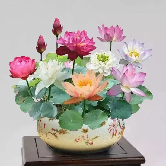 10pcs Mixed Color The Sacred Bonsai Lotus Flower Seeds Home Garden Decoration