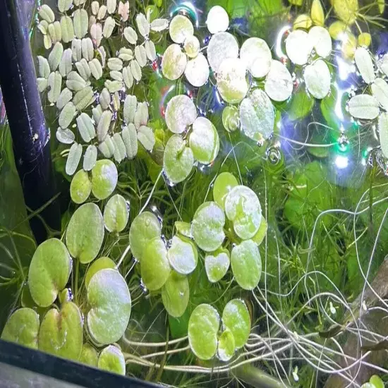 40+ Leaf Amazon Frogbit - Live Aquarium Floating Plants - Buy 2 Get 2 FREE!