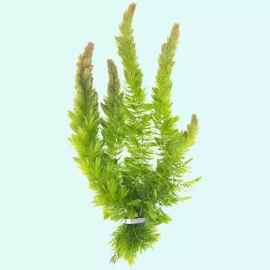 BUY 2 GET 1 FREE Hornwort Aquatic Plant Live Aquarium Plants