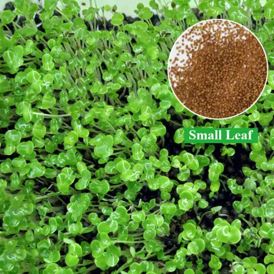 10g/bag Aquarium Plant Seeds Fish Tank Aquatic Water Grass Foreground Easy Plant