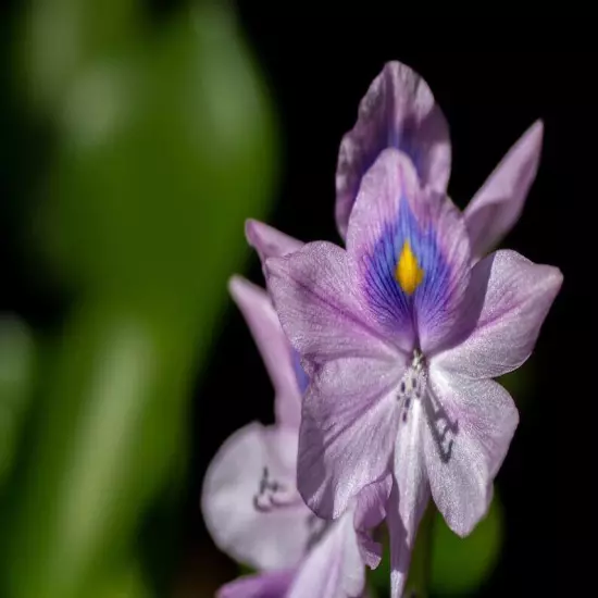 9 Live PURPLE Water Hyacinth Pond Plant Floating NO INSECTS/PARASITES FAST SHIP