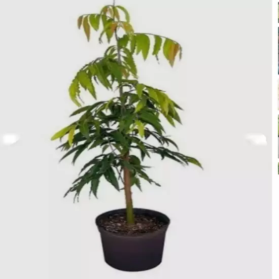 Ashoka Tree, Polyalthia longifolia 2 Live plant length 15 inch Plant of Planting