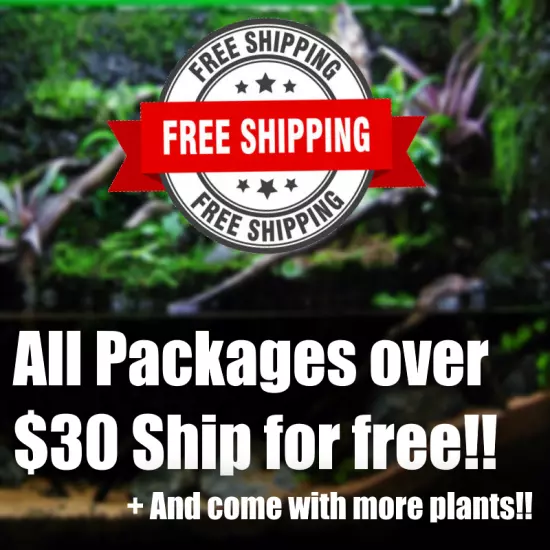 $55 High Light Aquarium plant package! Lots of color! Aquarium plants