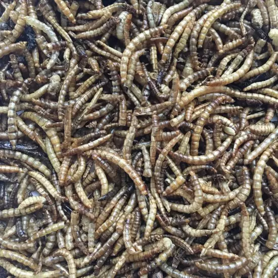 Flock Fest Dried Mealworms for Chickens, Wild Birds, Ducks, and Small Pets, 5 lb