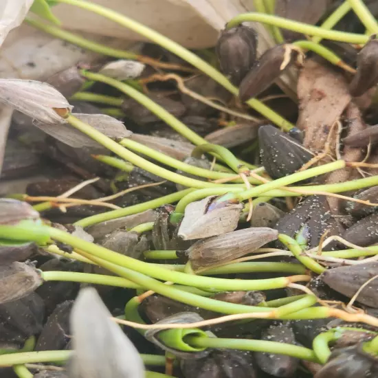 10 White Mangrove Small Plant Laguncularia Racemosa Shore Restoration Beach Tree