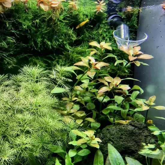 Package Bundle Ludwigia Ovalis Live Aquarium Plants Freshwater Create a Natural