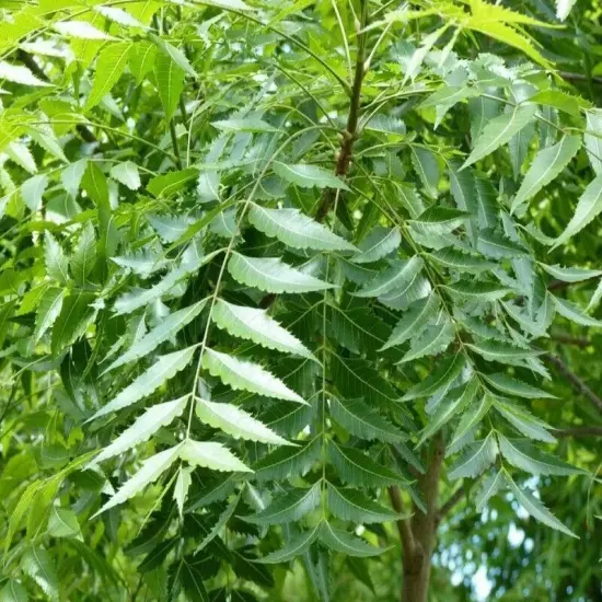 Freshly Picked Dried NEEM LEAVES Ceylon Herbal Pure Organic Premium Quality Herb