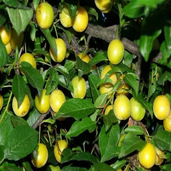 6x CUTTINGS YELLOW PLUM, MIRABELL Prunus domestica subsp. insititia Bonnier