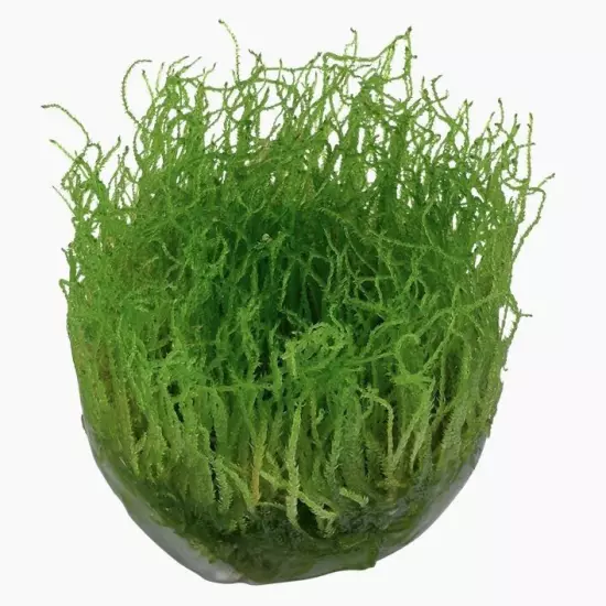 Taxiphyllum barbieri 'Bogor Moss' (aka Java Moss) - Tropica Tissue Culture Cup