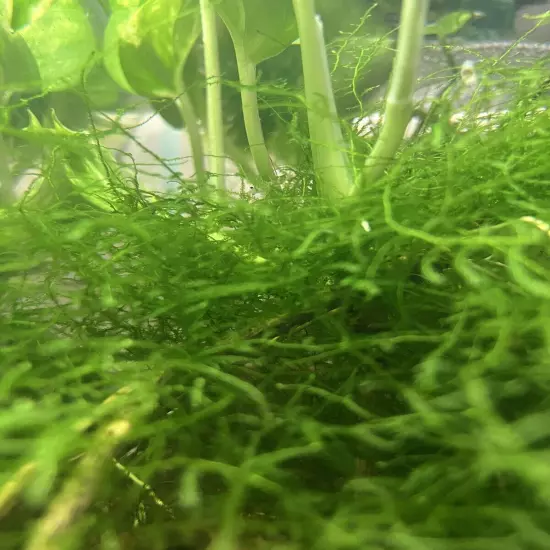 Java Moss - Live Aquarium Plant Buy 2 Get 1 Free