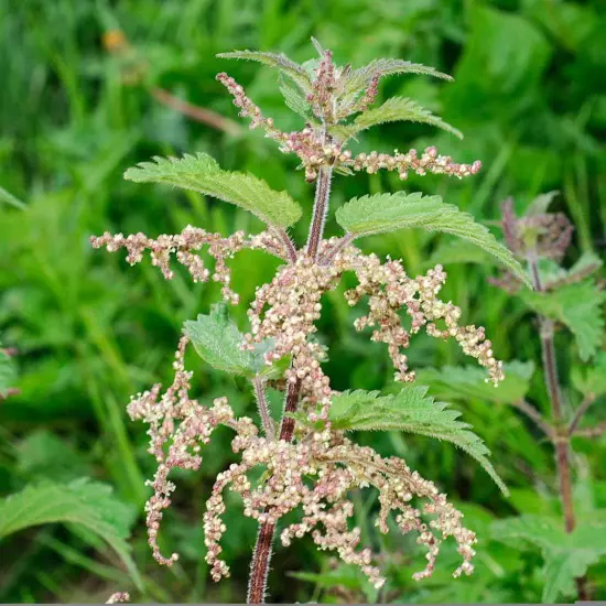 NETTLE Seeds Dried ORGANIC Bulk Herb,Urtica dioica Semens