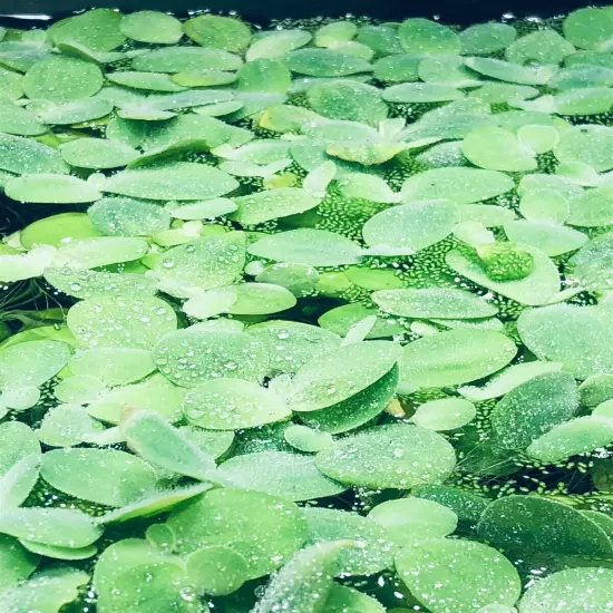 8 Water Lettuce SM/Baby Water Lettuce Freshwater Floating Plants Ponds/Tanks 