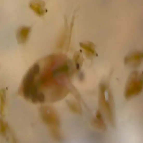 Russian Red daphnia Live count 200 + (USPS Ground Advantage)