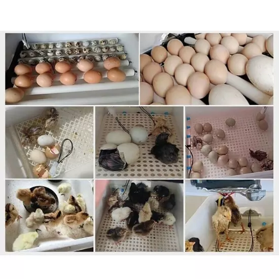 10 Egg Incubator (for Chickens, Birds and Quail) Automatic Incubation Equipment