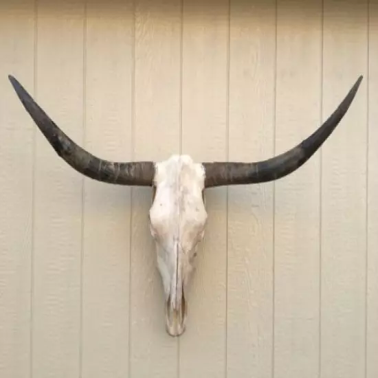 LONGHORN STEER SKULL 3 FEET 8 1/2 INCH UNPOLISHED BULL HORN MOUNTED COW HEAD