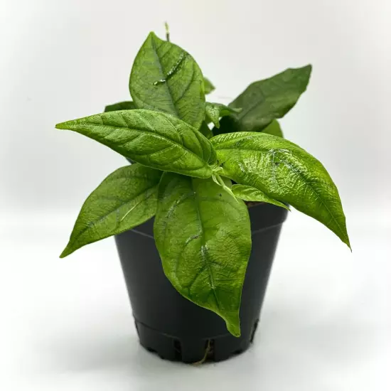 Ficus radicans (2.5" Pot) / Terrarium Vivarium Plant / Live Plant / Houseplant