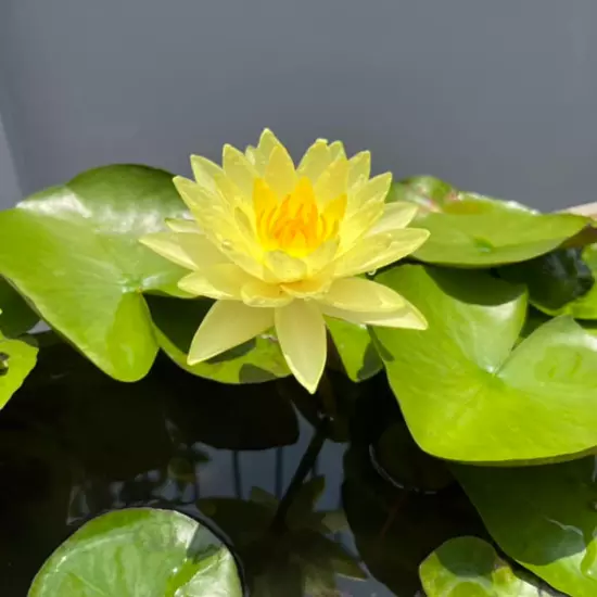 Buy2Get1Free Yellow California Gold Hardy Waterlily Live Pond Plant Colorful