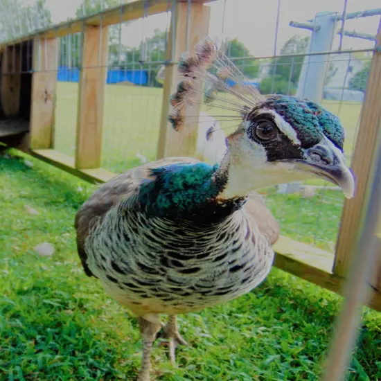 4 Peacock Peafowl Hatching Egg-India Blue Purebred-Guaranteed Fertile-Ship Now!