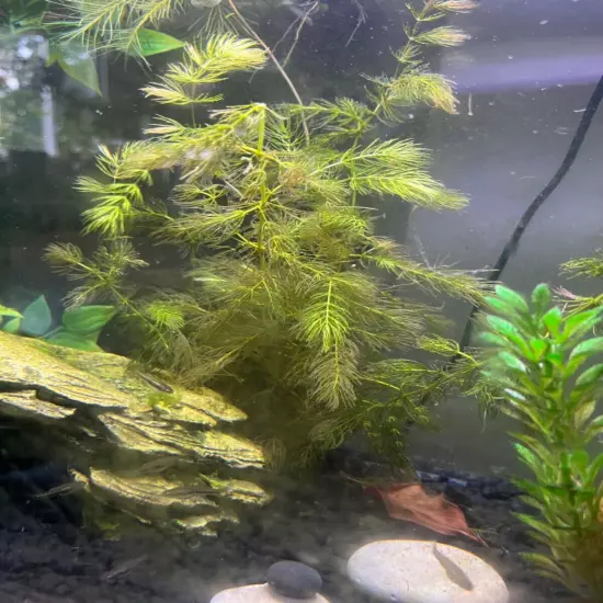 Live hornwort. Fast growing self replicating plant