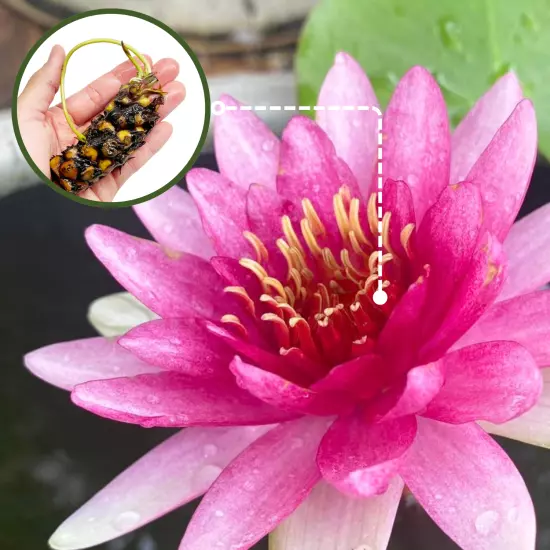 Buy2Get1Free Red Gloriosa Hardy Waterlily Live Pond Decor Plant Flower Tuber