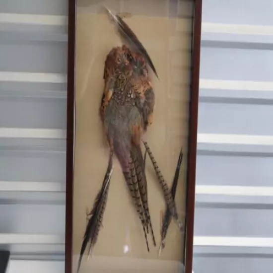 Creepy Pheasant Taxidermy Beautiful Colors Feathers in Glass Mounting 