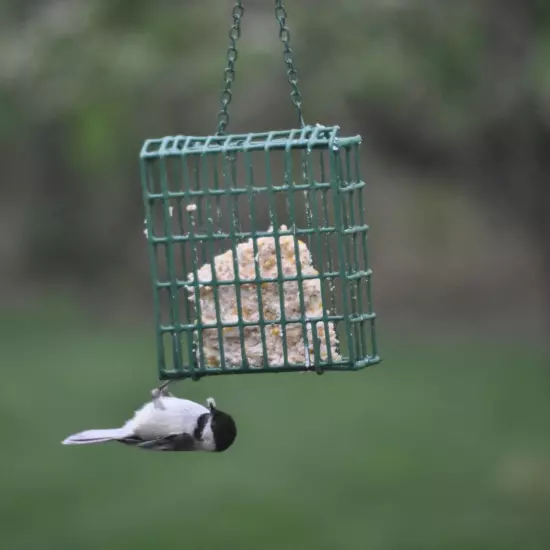 C&S Products High Energy Fresh Suet Value Pack, for Year Round Wild Bird Feeding