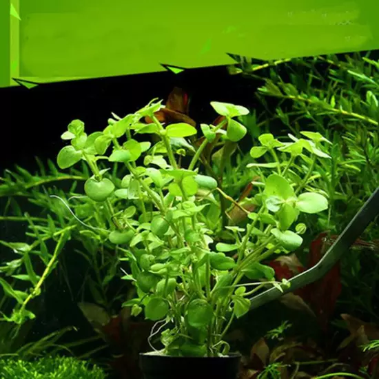 Seeds Tank Water Aquatic 5g Plants Grass Decor ! Aquarium Plant Foreground Fish