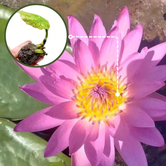 Buy2Get1Free Pink Hilary Tropical Waterlily Live Freshwater Plants Pond Flower