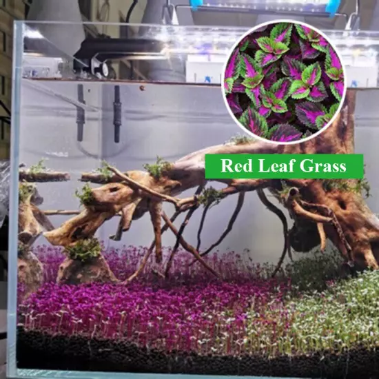 Aquarium Plant Seeds Fish Tank Aquatic Water Grass Foreground Easy Plants 10g