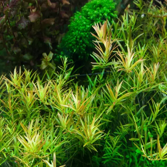 Buy2Get1Free Rotala Rotundifolia Tissue Culture Live Plants Aquarium Decoration