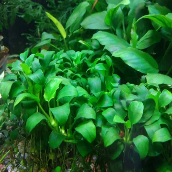 Package Loose Anubias Nana Live Aquarium Plants Decoration Tanks Freshwater Fish