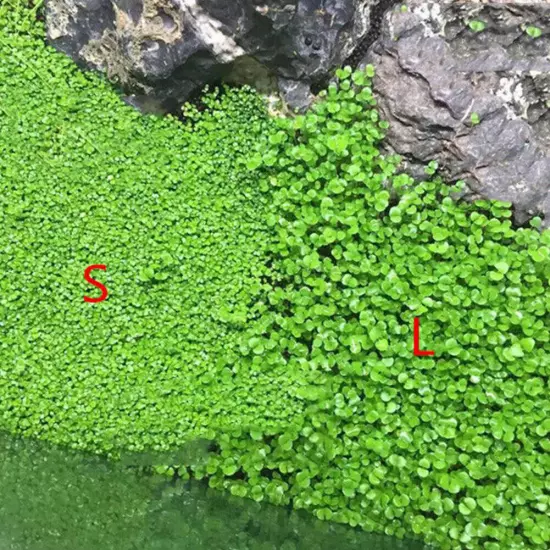 Aquarium Plant Seeds Fish Tank Aquatic Water Grass Foreground Easy Plants 5g .