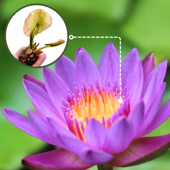 Buy2Get1Free Blue Chai Mongkol Tropical Waterlily Live Pant Colorful Pond Flower