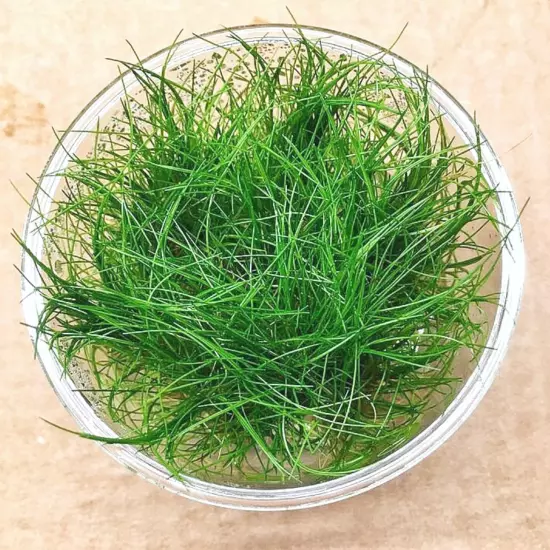 Dwarf Hairgrass Eleocharis Sp Mini Tissue Culture Cup Freshwater Live Aquarium