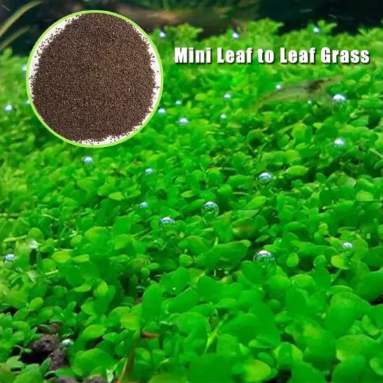 Aquarium Plant Seeds Aquatic Hair Grass Carpet Water Grass Fish Tank Easy Plant~