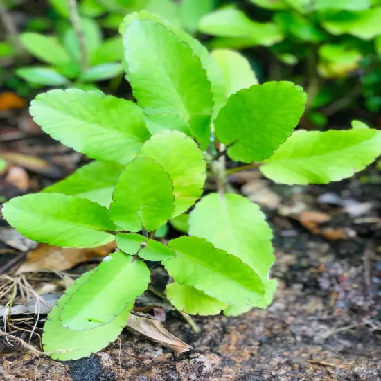 100% Ceylon Fresh For Planting Leaves-Miracle Leaf of Life live